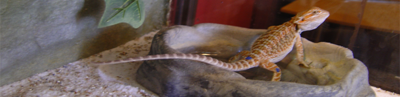 Give young bearded dragons no deep water distributor