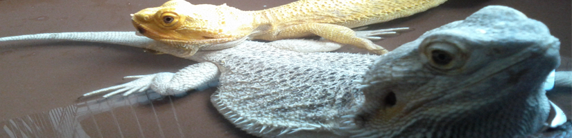 Water requirements of the bearded dragon