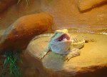 Bearded dragon